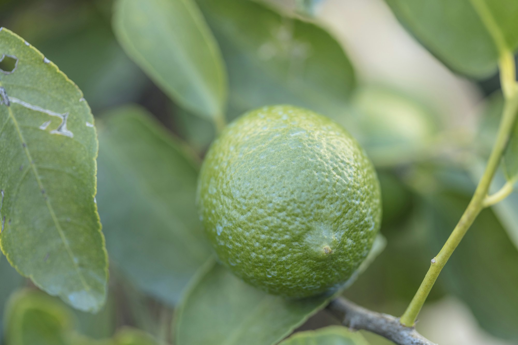 Citrus Aurantifolia Neapolitanum