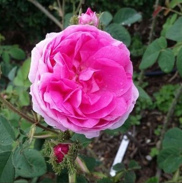 Rosa Centifolia Muscosa Cristata