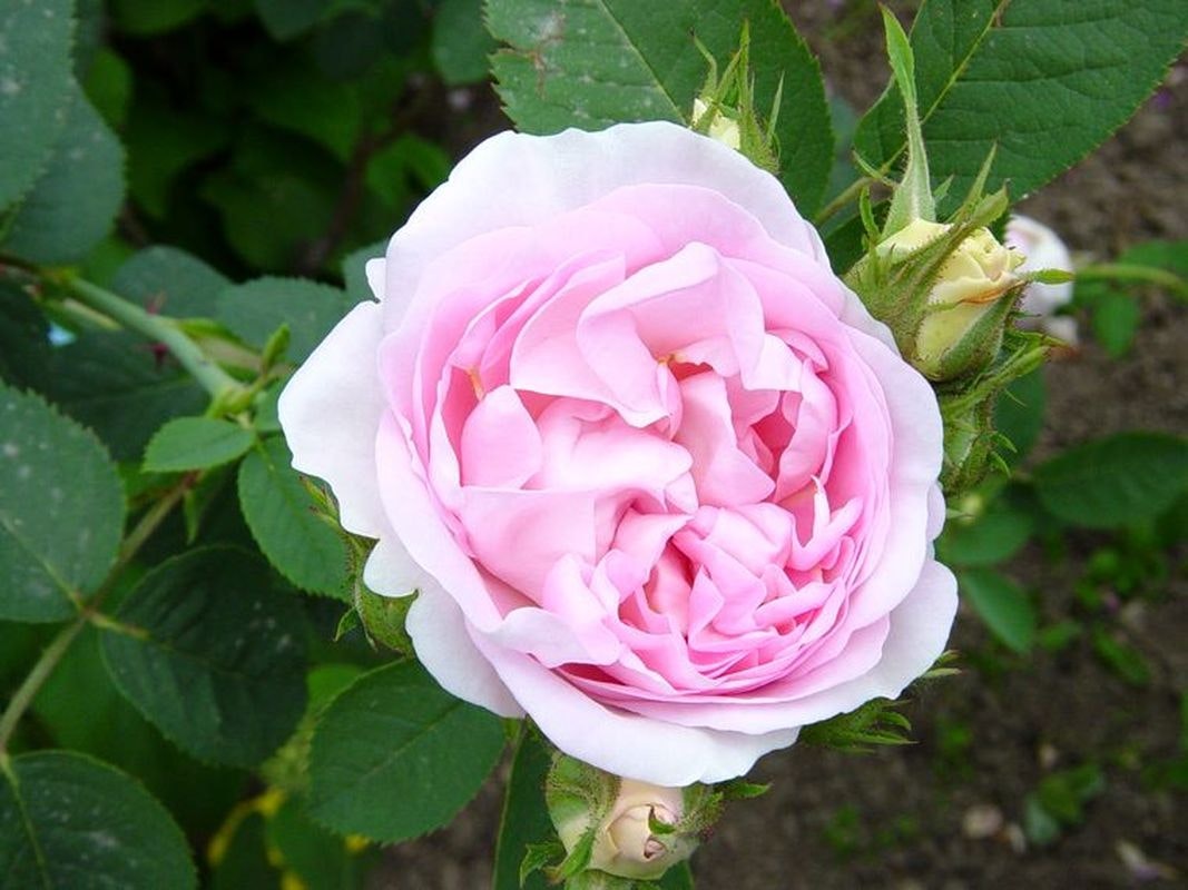 Rosa Alba Incarnata