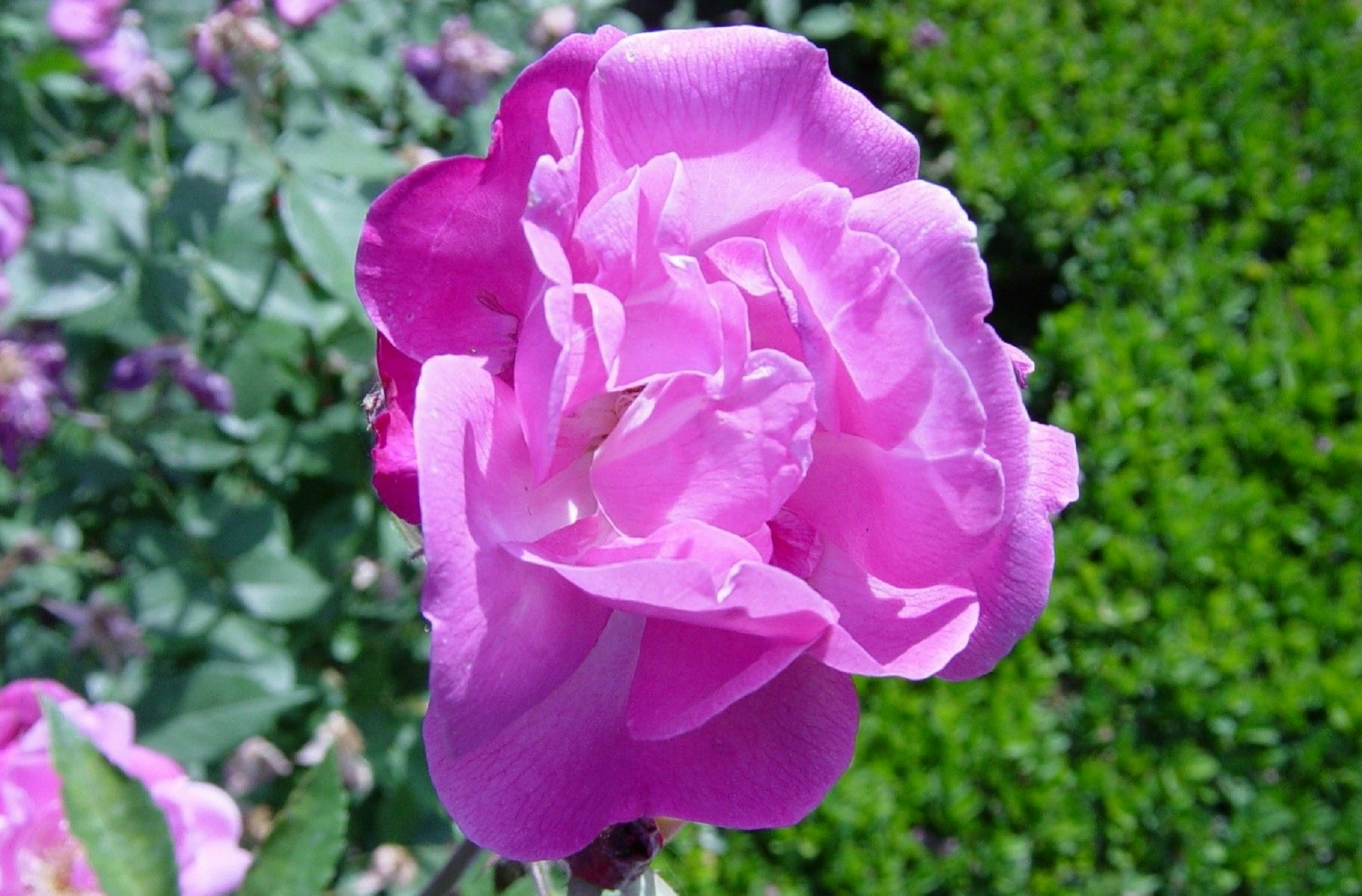 Rosa Old Blush