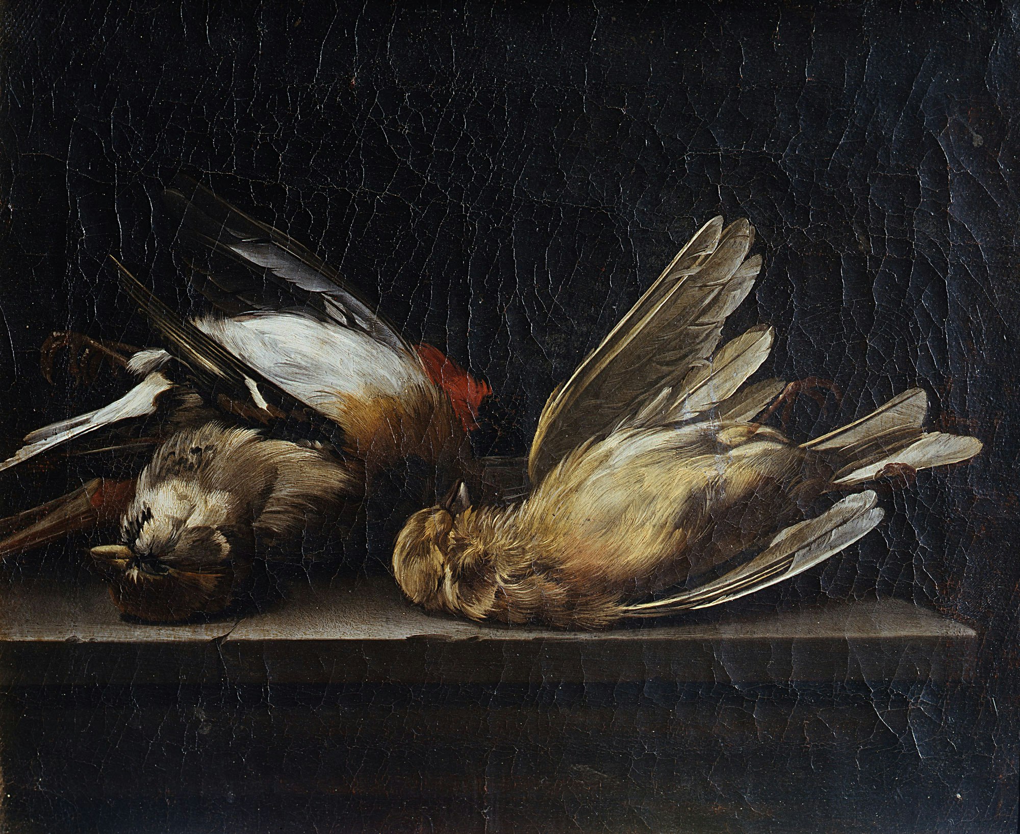 Still life: three dead birds