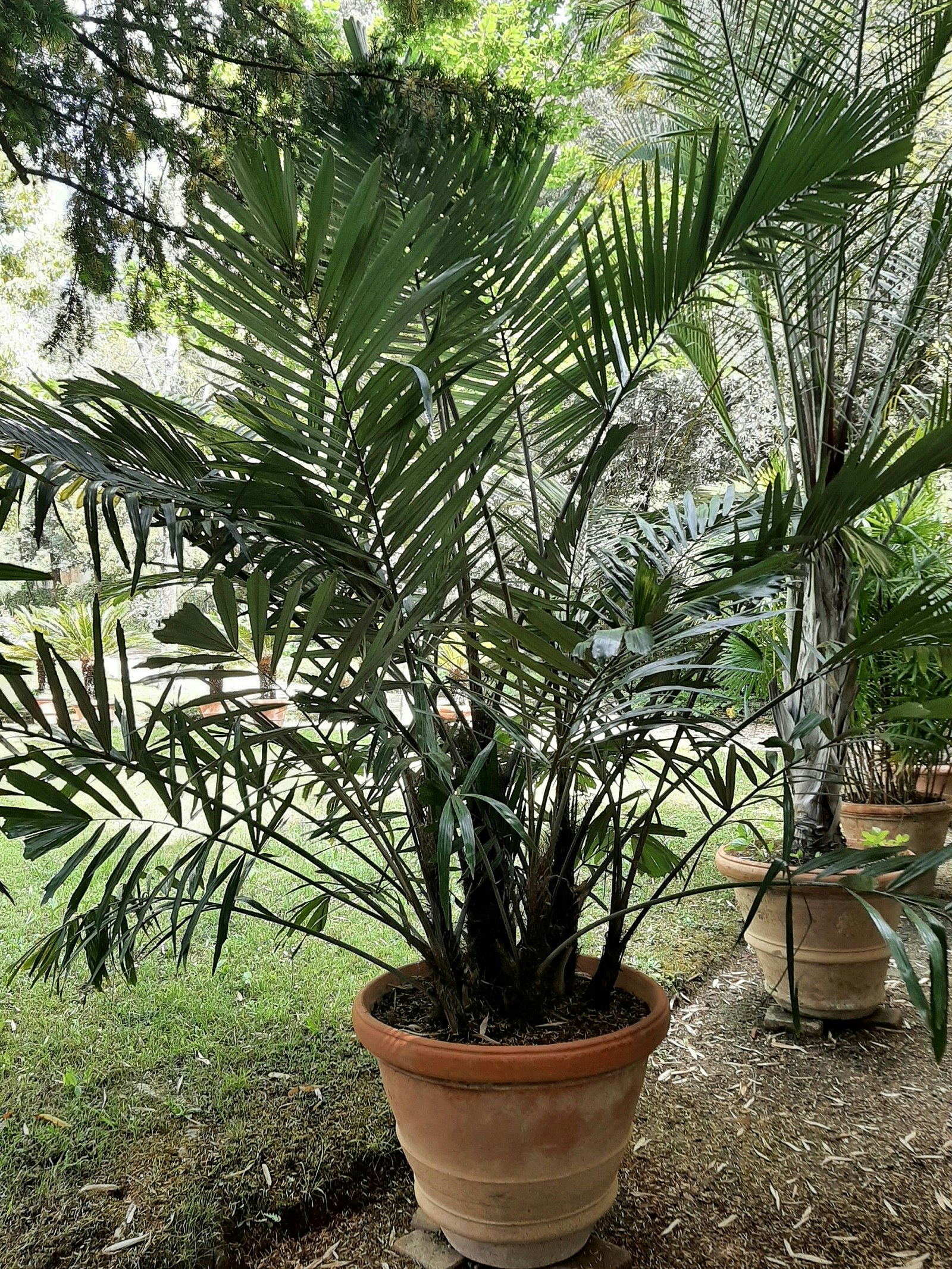 Palm - Arenga engleri