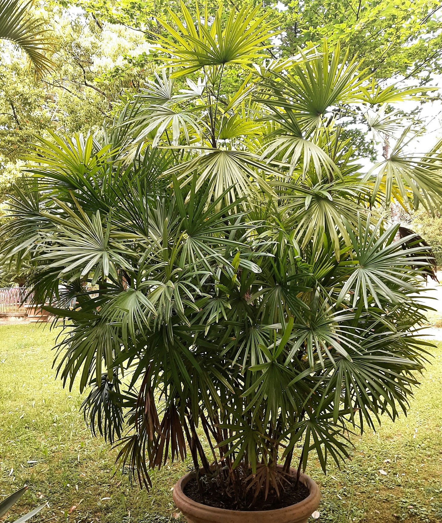 Palm - Rhapis humilis