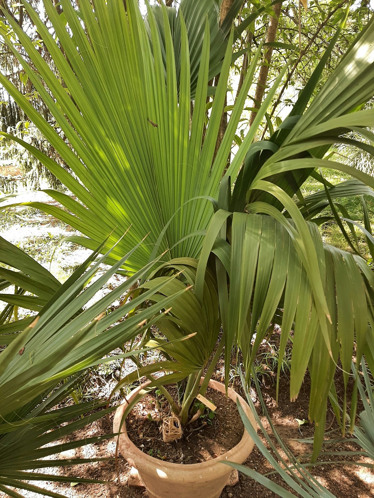 Palm - Sabal Causarium