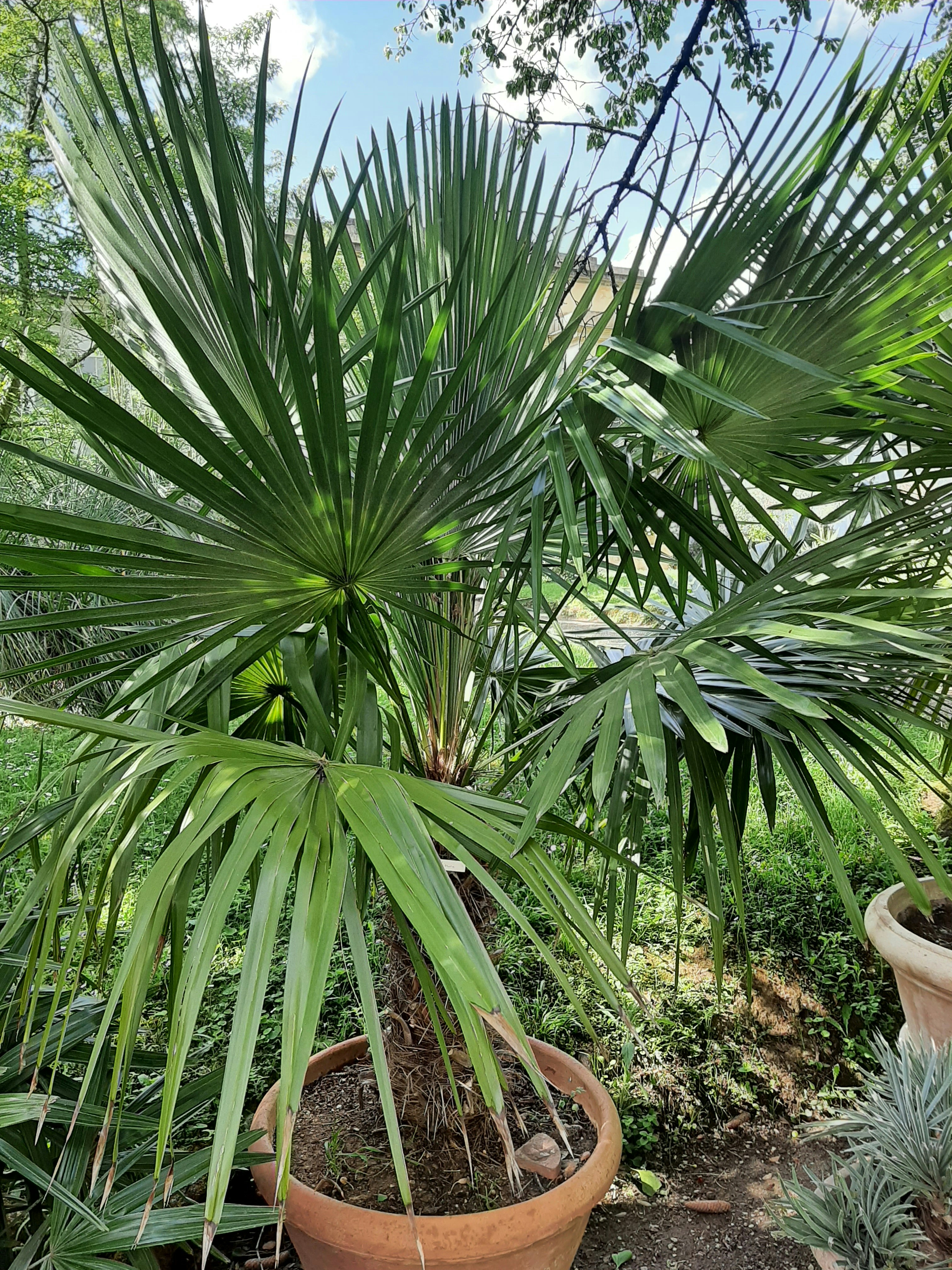 Palm - Thrinax parviflora