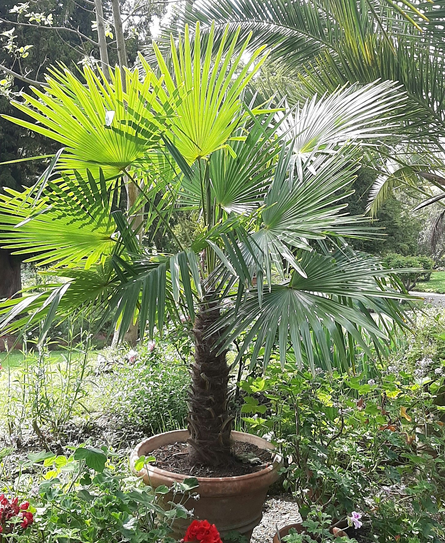 Palm - Trachycarpus fortunei