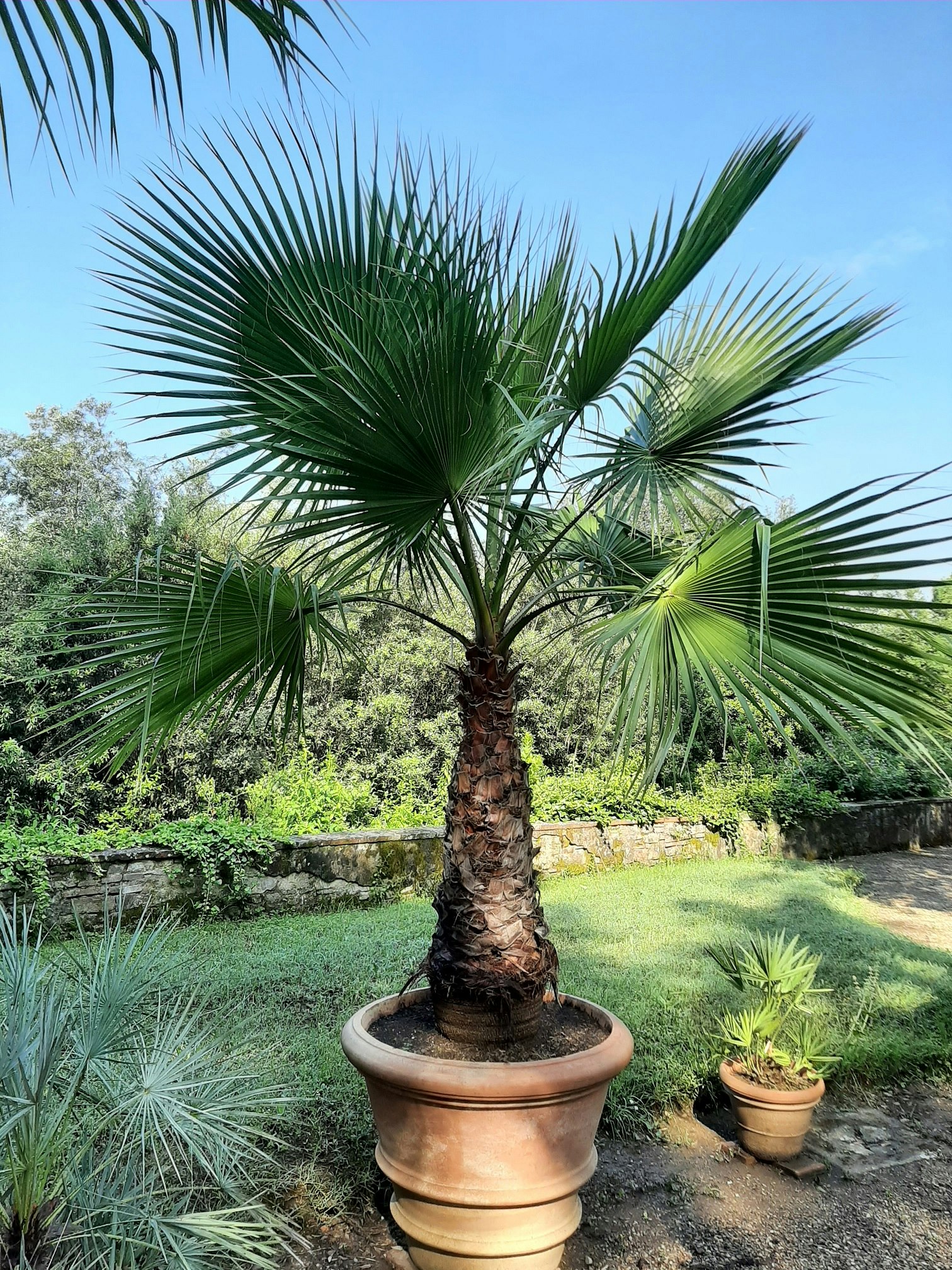 Palm - Washingtonia Filifera
