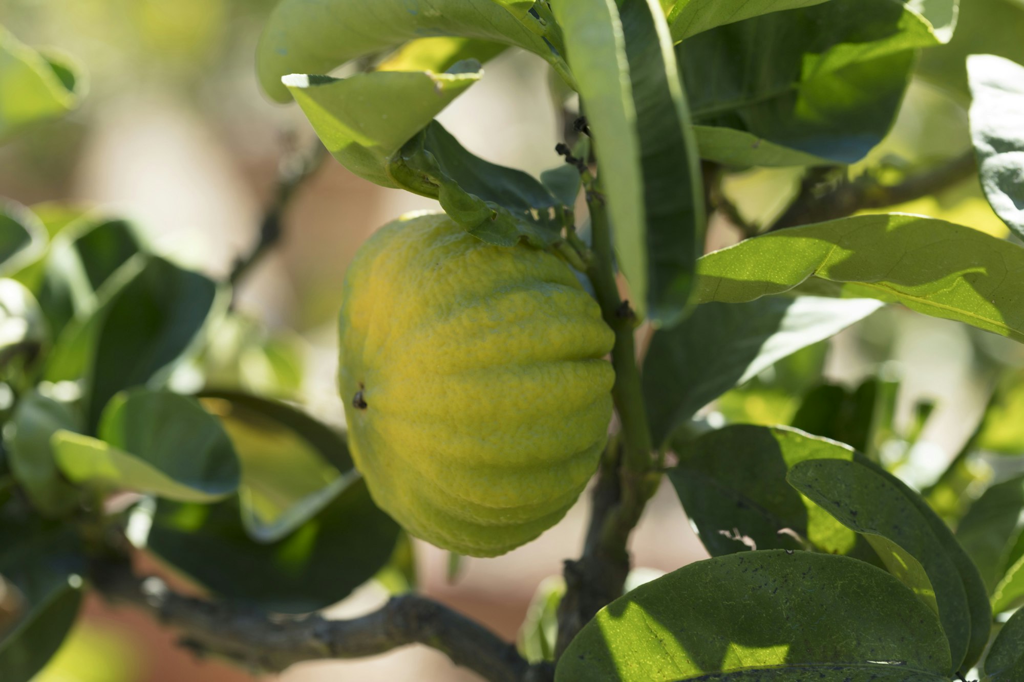 Citrus Limon Mellarosa