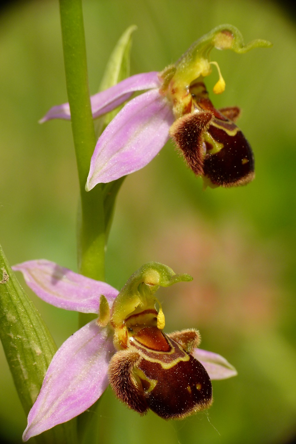 Le orchidee spontanee nel Giardino di Boboli: patrimonio naturale da tutelare e valorizzare.