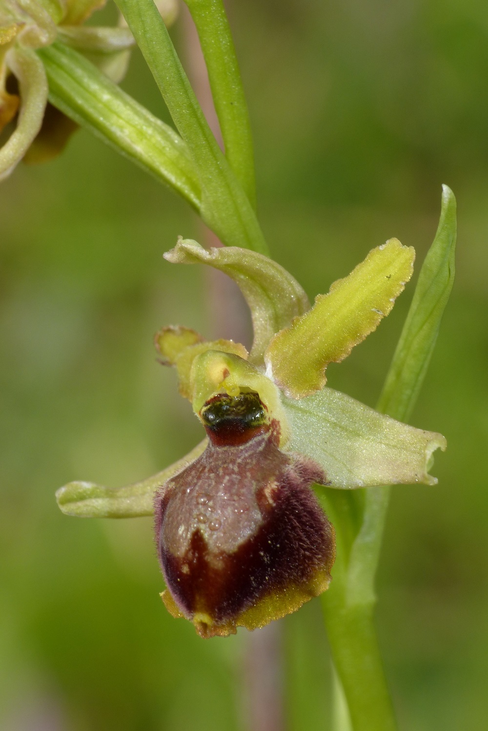 Le orchidee spontanee nel Giardino di Boboli: patrimonio naturale da tutelare e valorizzare.
