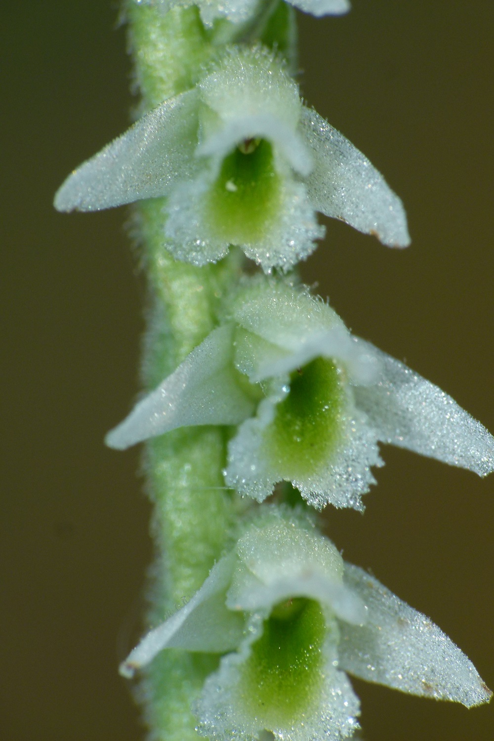 Le orchidee spontanee nel Giardino di Boboli: patrimonio naturale da tutelare e valorizzare.