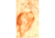 Putto