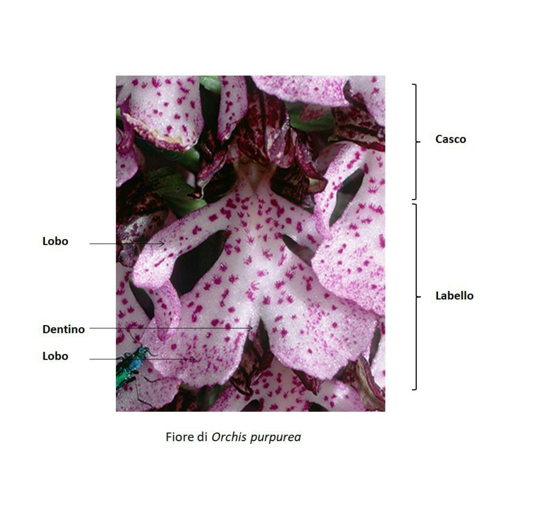 Orchis purpurea - struttura del fiore